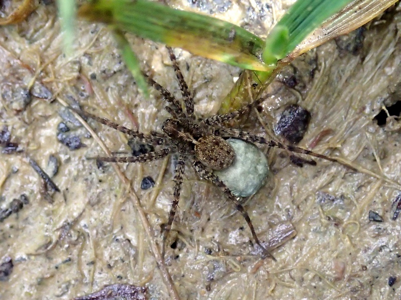 Pardosa